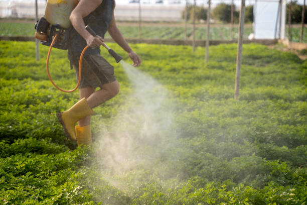 Best Local Pest Control Services  in Saginaw, MI