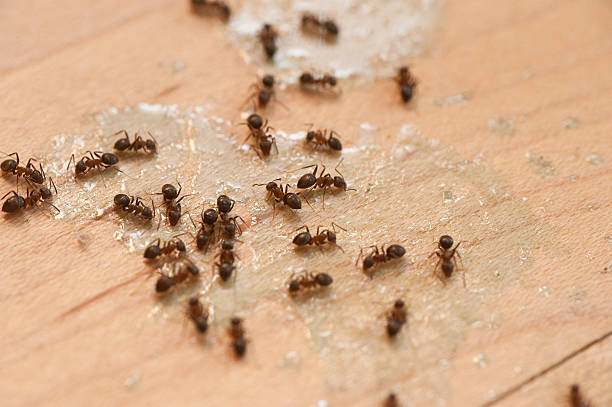 Best Emergency Pest Control  in Saginaw, MI